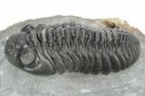 Phacopid (Adrisiops) Trilobite - Jbel Oudriss, Morocco #253698-2